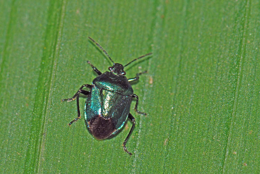 Zicrona caerulea del Monte Summano (Vicenza)